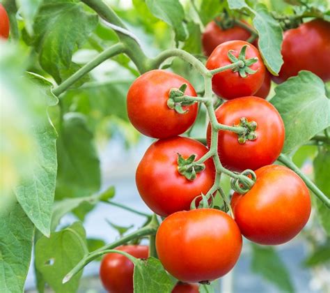 Tomato Agora F Field Tall Variety Garden Seeds Market Free