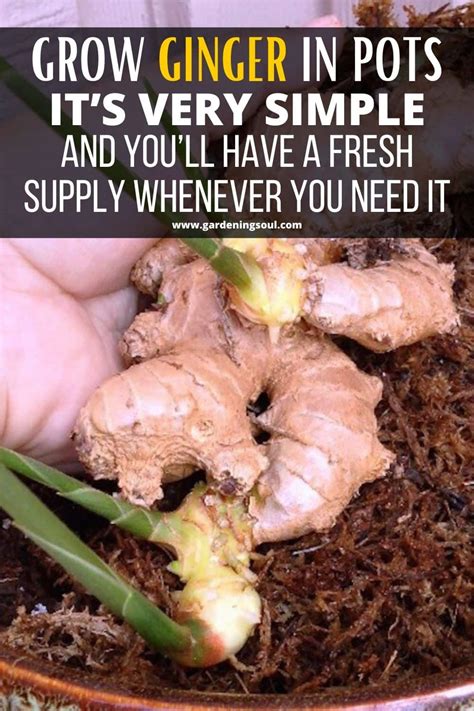 How To Grow Ginger In Pots Back Gardener