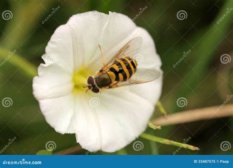 Bee In A White Flower Stock Image Image Of Active Arctomecon 33487575