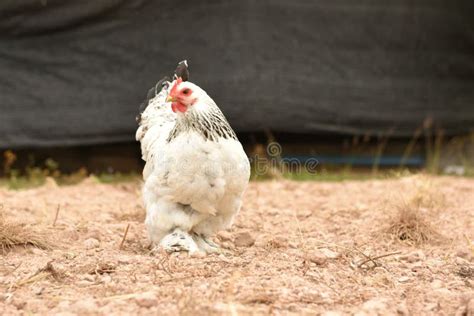 Giant Chicken Brahma Standing on Ground in Farm Area Stock Image ...