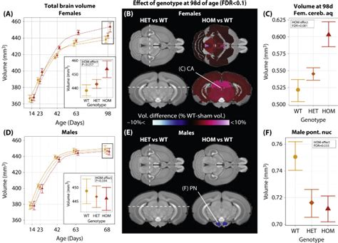 Protection From Radiation Induced Neuroanatomic Deficits By Ccl2 Deficiency Is Dependent On Sex