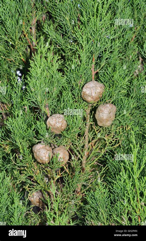 Mediterranean Cypress Cupressus Sempervirens Old Cones On Tree Stock