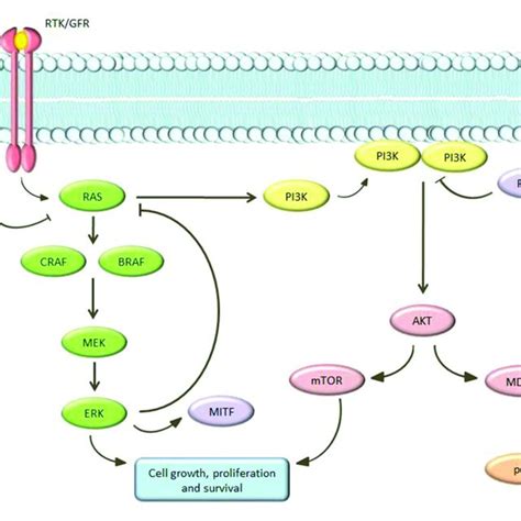 Schematic View Of The Mapk And Pi3k Pathways Download Scientific Diagram