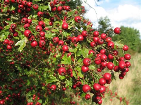 Боярышник кроваво красный Crataegus Sanguinea Pall лекарственное