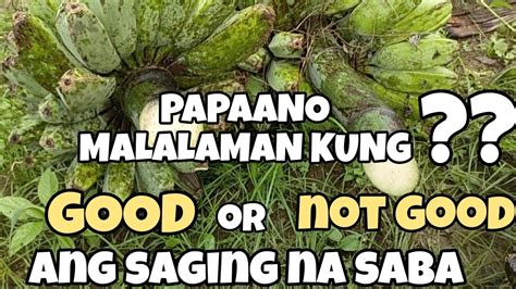 PAPAANO MALALAMAN KUNG GOOD OR NOT GOOD ANG SAGING NA SABA JAY