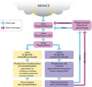 Le Cortisol Les Solutions Naturelles Pour Cette Hormone Du Stress