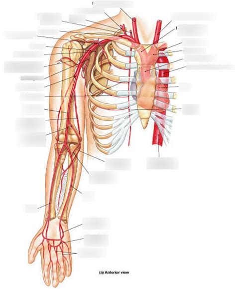 Bp Blood Vessels Diagram Quizlet