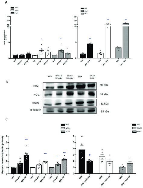 Systemic Chronic Administration Of BPA Activates Nrf2 Pathway In SNX