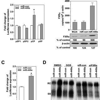 Regulation Of Hbv Replication And Mir A Expression By The Hdac