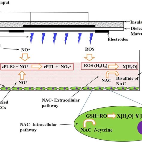 Schematic Showing The Cytoprotective Interactions Of Ros Scavenger Nac