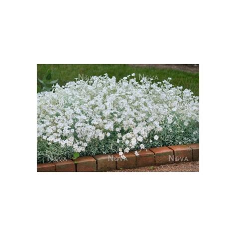 Lana Caprelor Cerastium Tomentosum GardenExpert Ro