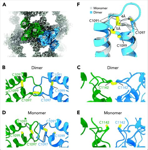 Vwf Concatemerization Proceeds Through A Disulfide Exchange Mechanism