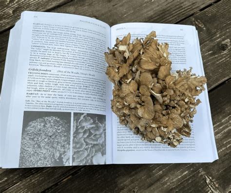 Mushrooms Demystified The Wacky Comprehensive Field Guide For Everyone