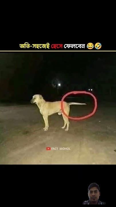 কুকুরের লেজ নাকি সোজা হয় না😂 তাহলে এটা কি Viral Funny Facts