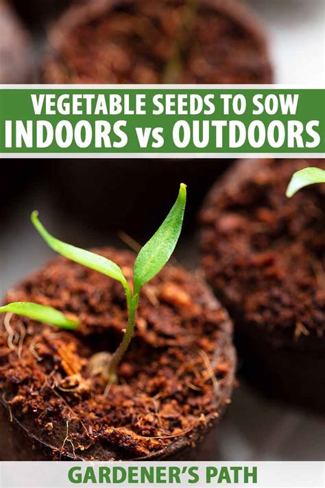 Vegetable Seeds Which To Sow Outdoors Vs Indoors Gardeners Path