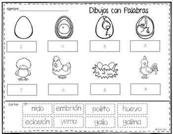 Arriba Imagen Ciclo Vital De Un Pollo Thcshoanghoatham Badinh Edu Vn