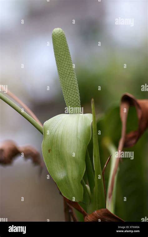 Veitchii Fotos Und Bildmaterial In Hoher Aufl Sung Alamy