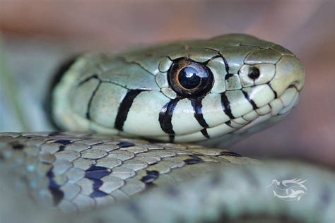 Couleuvre helvétique Grass snake Natrix helvetica Maxime Briola