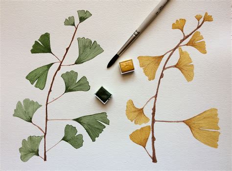 Watercolor Ginkgo Biloba Lucia Gulletta Ginkgo Biloba Watercolor