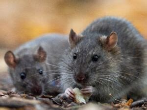 The secret lives of wild rats | AnimalKind