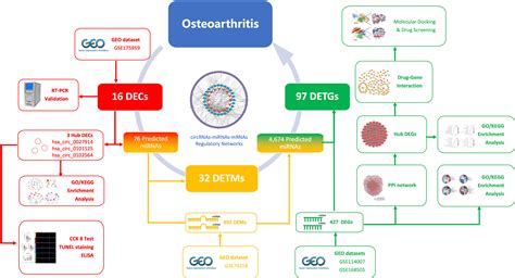 Frontiers Identification And Comprehensive Analysis Of Circrnamirnamrna Regulatory Networks