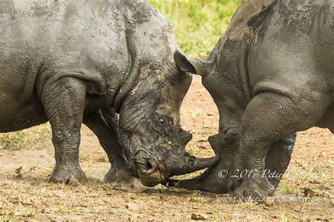 Conserving Rhino - Peter Chadwick | African Conservation Photographer