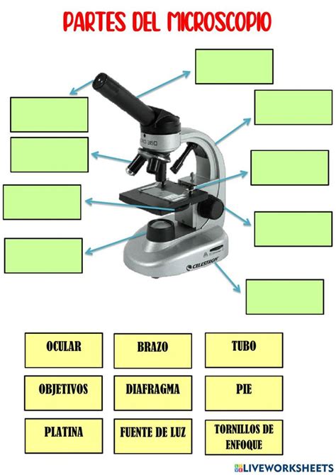 Partes del microscopio worksheet for 6º de Primaria Partes del