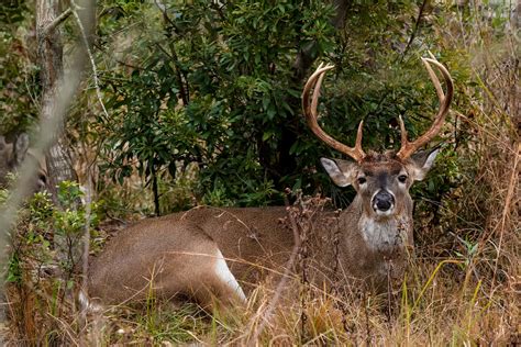 Predicting Whitetail Movement Mossy Oak Gamekeeper