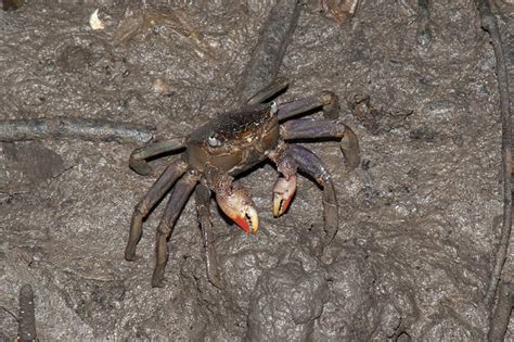 Wild Shores Of Singapore Mangroves Chilli Crab