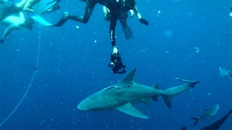 Shark Diving Trips | Daily Cage & Freedive adventures with Florida Sharks!