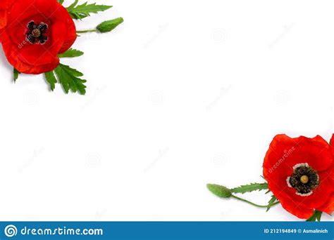 Flowers Red Poppy And Buds Papaver Rhoeas Corn Poppy Corn Rose Field