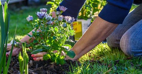 C Mo Usar Ajo Para Hacer Fertilizante Casero Para Tus Plantas Salud