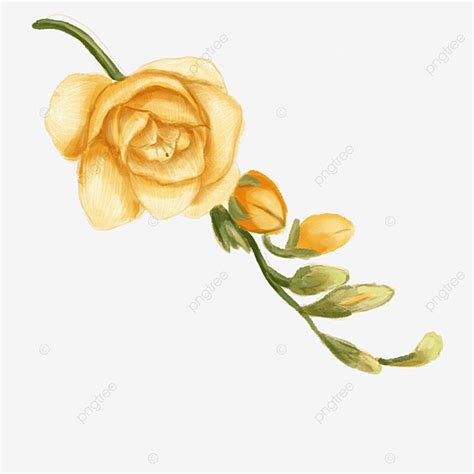 Freesia Flower Hd Transparent Freesia Yellow Watercolor Flowers