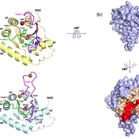 Human Apobec Proteins A Schematic Representation Of Human Apobec