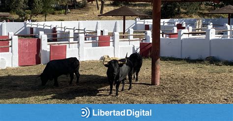 Los Toros De Las Ventas Vuelven A Ser Exhibidos En El Bat N Libertad