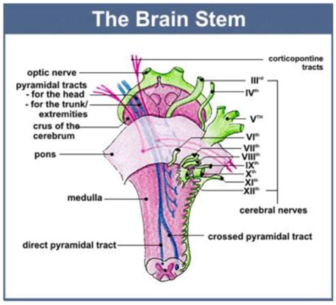 Neuro Slides Flashcards Quizlet