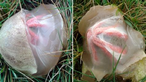 If You Find One Of These Bizarre Egg Sacks In Your Back Yard