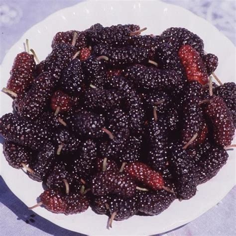 Pakistan Mulberry - Mulberry Trees - Stark Bro's