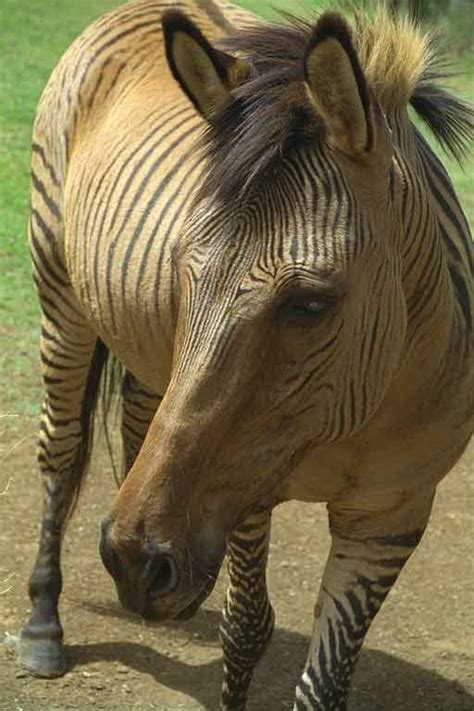 Zebroid Zwierzaki Na Całym świecie Bloogpl Zorse