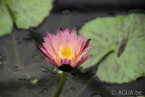 American Aquatic Gardens Agua Be Waterlelies En Lotus