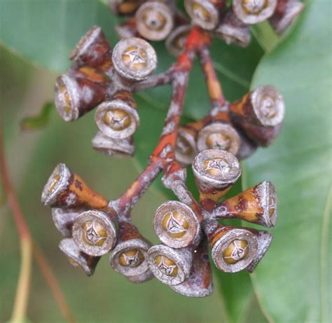 Eucalyptus Grandis Capsules Rosegum Eucalyptus Is One Of T Flickr