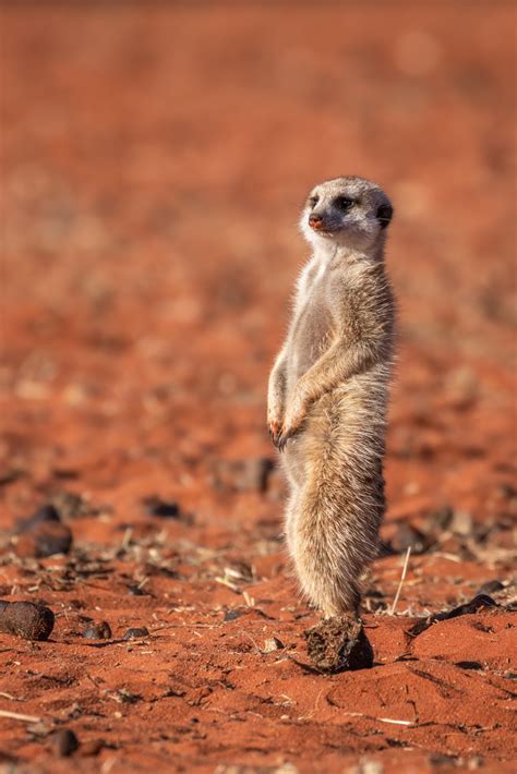 How to Visit the Meerkats in the Kalahari Desert | Ubuntu Travel Group