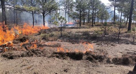 Surgieron Siete Incendios Forestales En El Estado