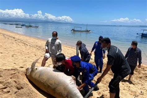 Potret Dugong Terdampar Di Bali