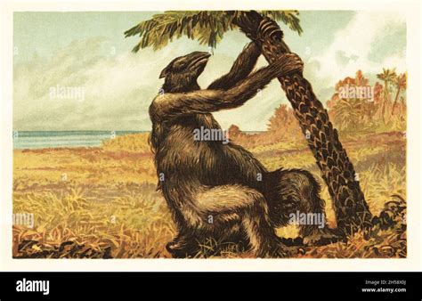 Megatherium Americanum Pulling On A Palm Tree Extinct Species Of