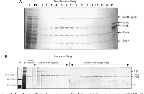 Figure 1 From A Complex Of DNA Gyrase And RNA Polymerase Fosters