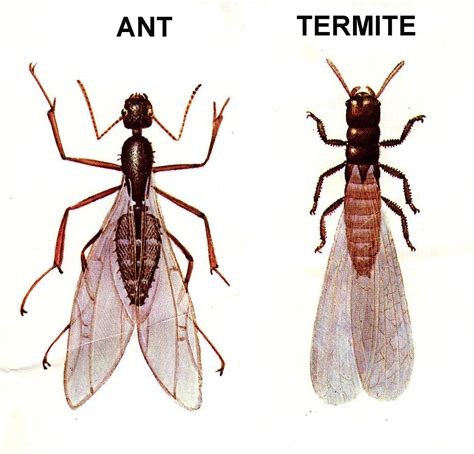 10 Tips on How to Control Flying Ants