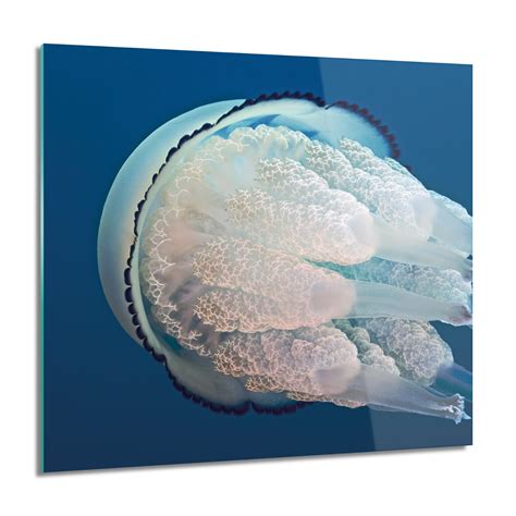 Artprintcave Meduza Morze Ocean Foto Na Szkle Na Cian X Cm