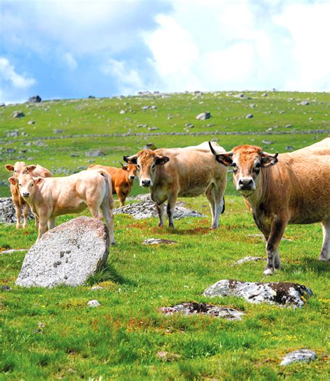 L Aubrac Margeride en gévaudan