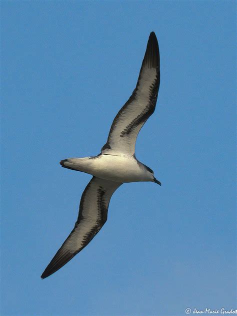 Pterodroma baraui Pétrel de Barau Barau s petrel Jean Marie GRADOT